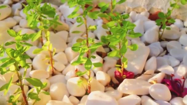 Διακοσμητικά λευκά πετρόχτιστα βότσαλα στον καλοκαιρινό κήπο το ηλιοβασίλεμα, φυτά και φύση — Αρχείο Βίντεο