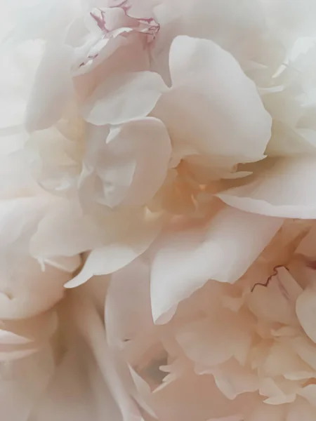 Beige fiore di peonia come sfondo floreale astratto per il branding vacanza — Foto Stock