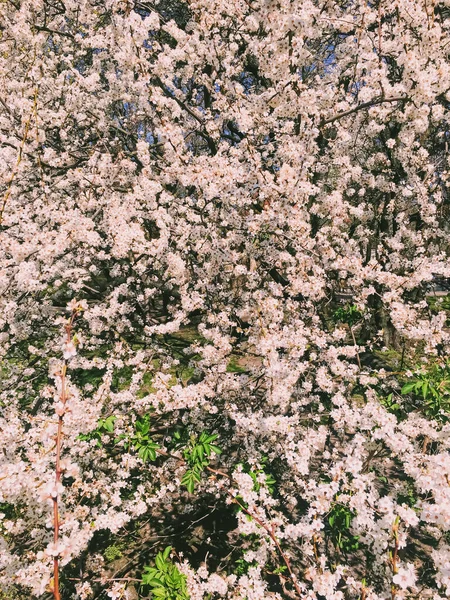사과나무에서 꽃이 피는 봄에 꽃이 피는 배경 — 스톡 사진