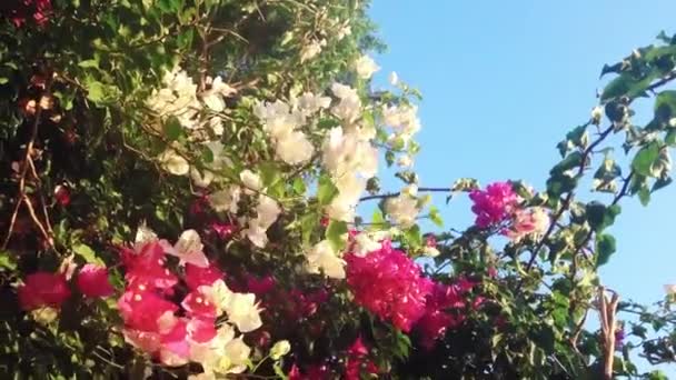 Rama de árboles floreciente en el jardín de verano y cielo azul al atardecer, flores y naturaleza como fondo — Vídeos de Stock