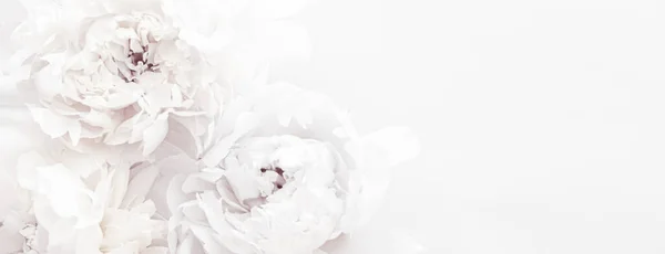 Καθαρό λευκό παιώνια λουλούδια ως φόντο floral τέχνη, διακόσμηση γάμου και πολυτελή branding — Φωτογραφία Αρχείου