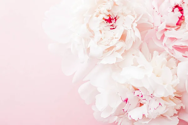 Pfingstrosen blühen als florale Kunst auf rosa Hintergrund, Hochzeits-Flatlay und Luxus-Branding — Stockfoto