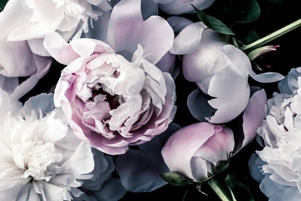 Цветы пастельных пионов как фон для цветочного искусства, ботаническая плоскость и роскошный брендинг — стоковое фото