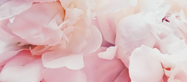 Tatil markaları için soyut çiçek arkaplanı olarak pembe şakayık çiçeği.