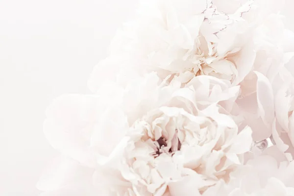 Flores de peônia pastel em flor como fundo de arte floral, decoração de casamento e marca de luxo — Fotografia de Stock