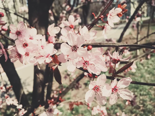 Vintage achtergrond van appelboom bloemen bloeien, bloemen bloesem in het voorjaar — Stockfoto