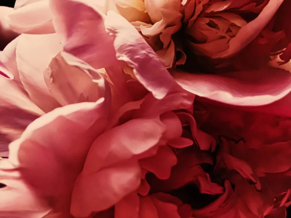 Fleur de pivoine rouge comme fond floral abstrait pour la marque de vacances — Photo
