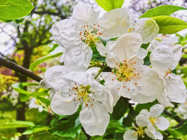 Квітучі квіти яблуні у весняному саду як красивий ландшафт природи, плантації та сільського господарства — стокове фото