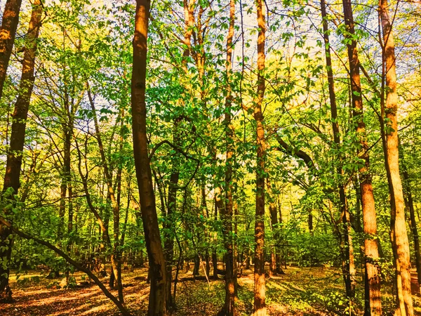 Paisagem florestal de primavera ao pôr do sol ou ao nascer do sol — Fotografia de Stock