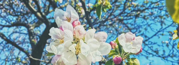Квітучі квіти яблуні навесні як квітковий фон — стокове фото
