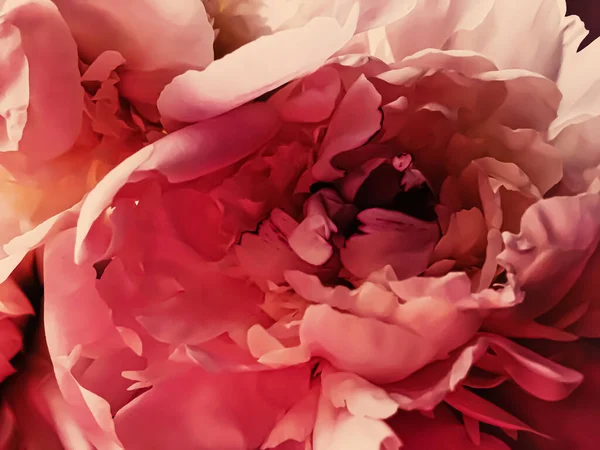 Fiore di peonia rossa come sfondo floreale astratto per il branding vacanza — Foto Stock