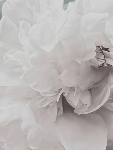 Flor peônia branca como fundo floral abstrato para a marca de férias — Fotografia de Stock