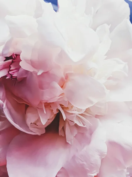 Розовый пионский цветок как абстрактный цветочный фон для праздничного брендинга — стоковое фото