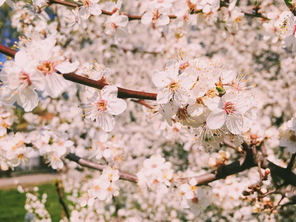 Fioritura fiori di melo in primavera come sfondo floreale — Foto Stock