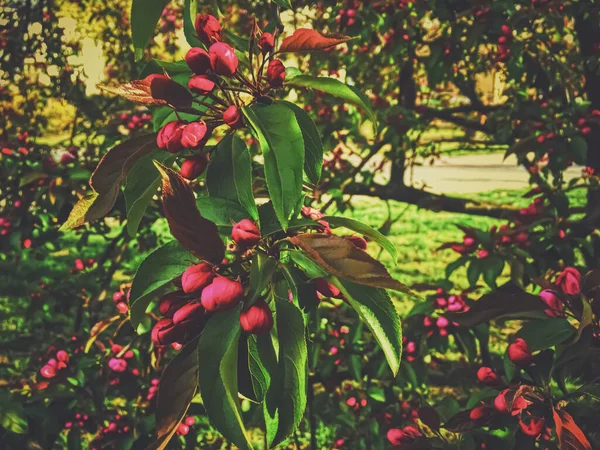 Червоні ягоди на дереві на заході сонця навесні — стокове фото