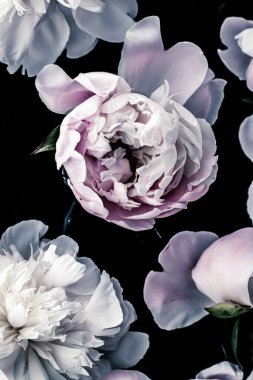 Çiçekli sanat arka planı olarak pastel şakayık çiçekleri, botanik düzlükler ve lüks markalar