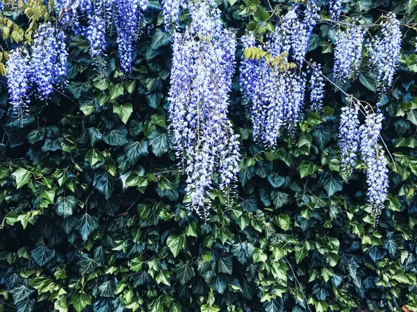 Blue wisteria flowers and leaves in botanical garden as floral background, nature and flowering