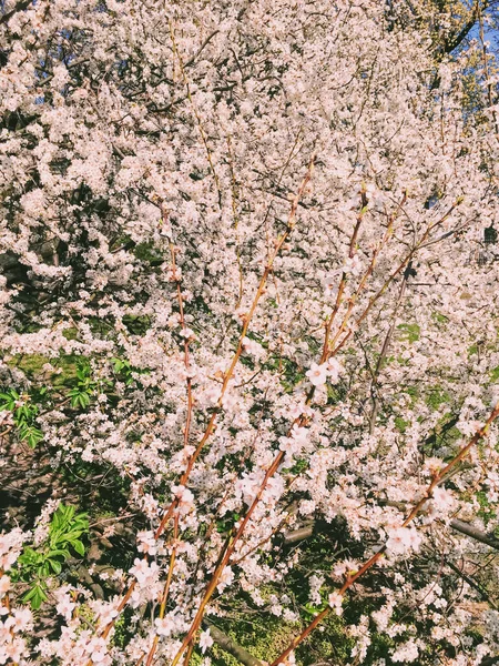 Flores de manzano florecientes en primavera como fondo floral — Foto de Stock