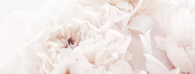 Çiçek açan fındık çiçekleri çiçek gibi arka planda, düğün dekoru ve lüks markalaşma