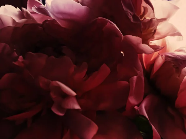 Flor de peonía roja como fondo floral abstracto para la marca navideña — Foto de Stock