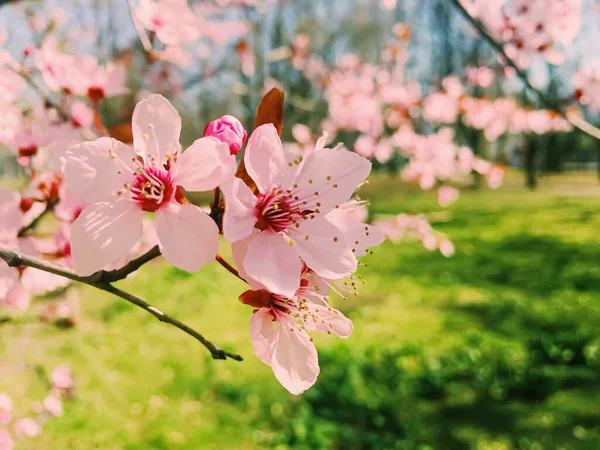 Fiori di melo fioriscono, fiori fioriti in primavera — Foto Stock