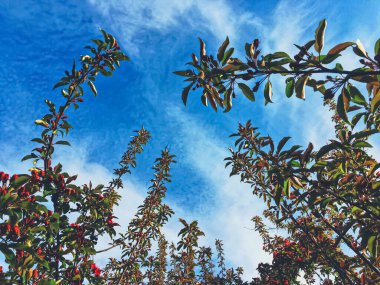 Baharda gün batımında ağaçta kırmızı meyveler