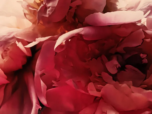 Червона квітка півонії як абстрактний квітковий фон для святкового брендингу — стокове фото