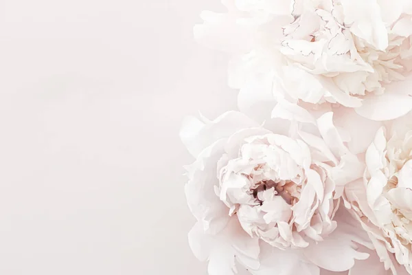 Παστέλ παιώνια λουλούδια ανθισμένα ως φόντο floral art, διακόσμηση γάμου και πολυτελή branding — Φωτογραφία Αρχείου