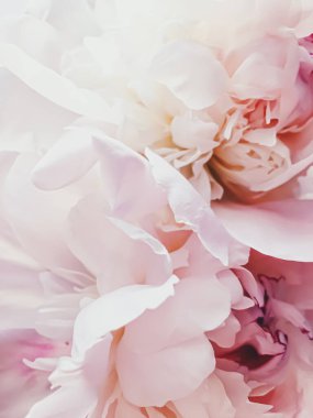 Tatil markaları için soyut çiçek arkaplanı olarak pembe şakayık çiçeği.