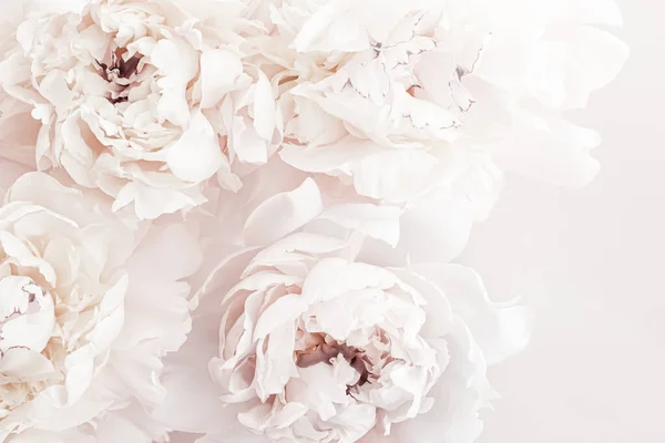 Fiori di peonia pastello in fiore come sfondo di arte floreale, decorazioni nuziali e branding di lusso — Foto Stock