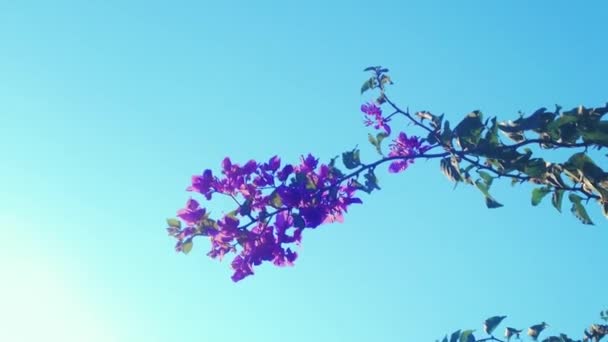 Rama de árboles floreciente en el jardín de verano y cielo azul al atardecer, flores y naturaleza como fondo — Vídeos de Stock