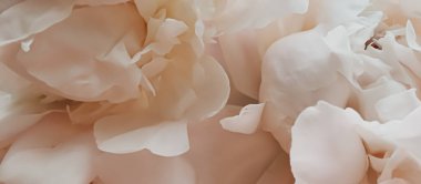 Tatil markaları için soyut çiçek arkaplanı olarak bej şakayık çiçeği