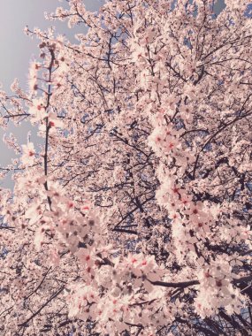 Çiçek arkaplanı olarak baharda açan elma ağacı çiçekleri
