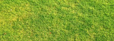 Arkaplan olarak yeşil çimen