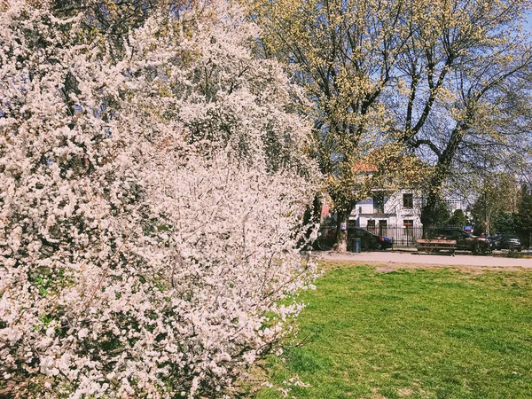 Blühender Apfelbaum blüht im Frühling als blumiger Hintergrund — Stockfoto