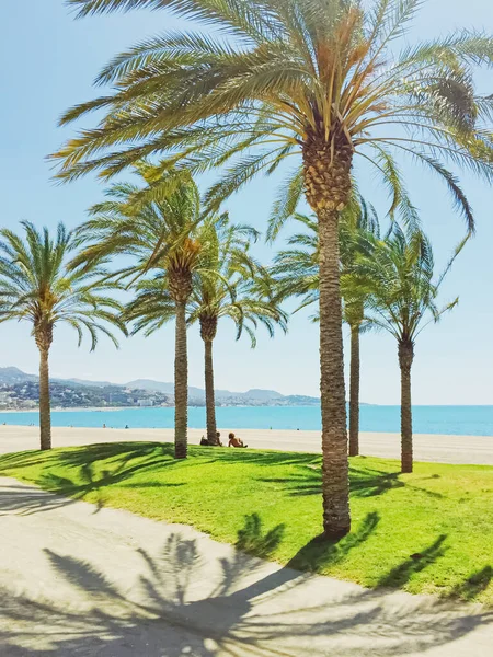 Tropische palmbomen op het strand, zomer natuur en reizen — Stockfoto