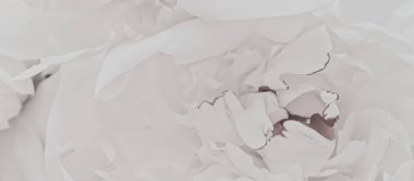 Soyut çiçek arkaplanı olarak beyaz şakayık çiçeği markalaşma için