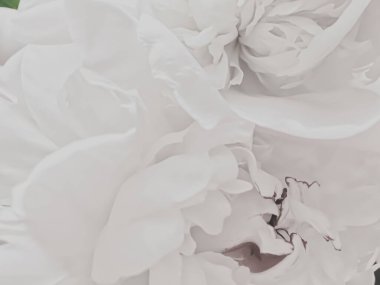 Soyut çiçek arkaplanı olarak beyaz şakayık çiçeği markalaşma için