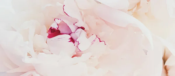 Fleur de pivoine rose comme fond floral abstrait pour la marque de vacances — Photo