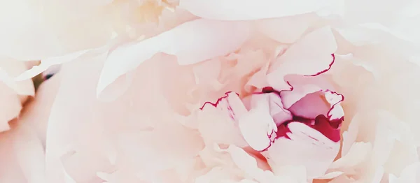 Ροζ λουλούδι παιώνια ως αφηρημένη floral φόντο για τις διακοπές branding — Φωτογραφία Αρχείου