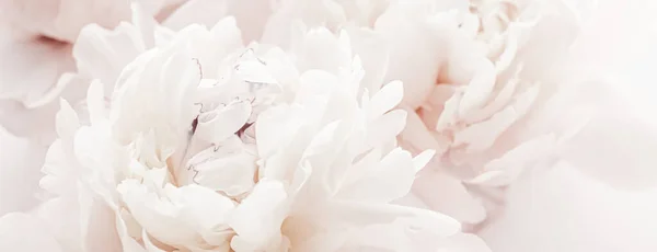 Цветущие пастельные пионы как фон для цветочного искусства, свадебный декор и роскошный брендинг — стоковое фото