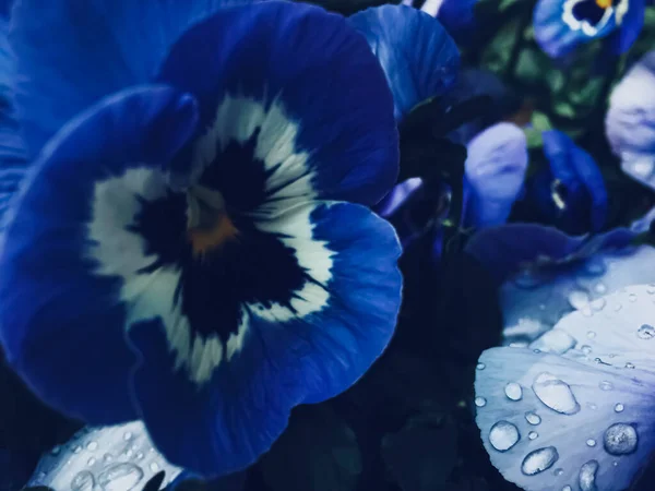 Blue flower on dark background, floral and nature