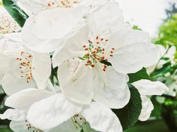 Flores de manzano en flor en el jardín de primavera como hermoso paisaje natural, plantación y agricultura — Foto de Stock