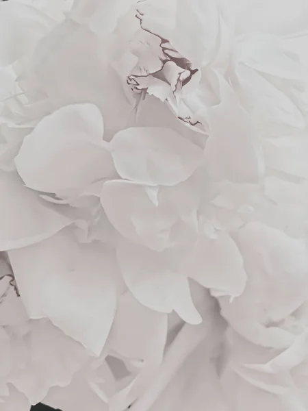 Bílý pivoňkový květ jako abstraktní květinové pozadí pro dovolenou značky — Stock fotografie