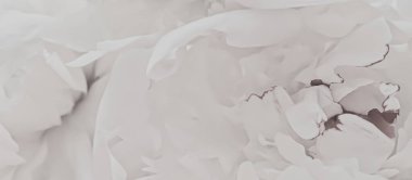 Soyut çiçek arkaplanı olarak beyaz şakayık çiçeği markalaşma için