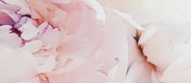 Tatil markaları için soyut çiçek arkaplanı olarak pembe şakayık çiçeği.