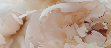 Tatil markaları için soyut çiçek arkaplanı olarak bej şakayık çiçeği