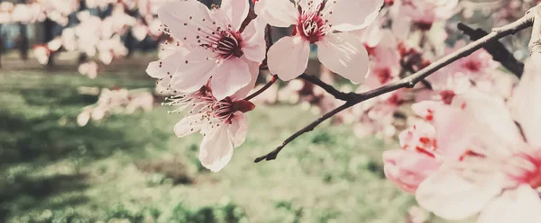 Fundo vintage de flores de macieira florescer, flor floral na primavera — Fotografia de Stock