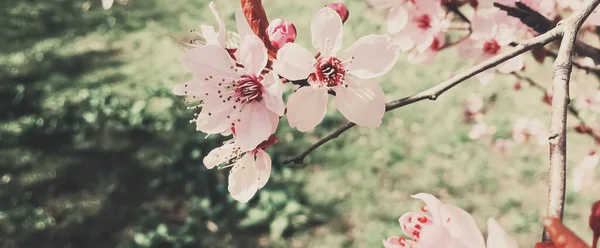 Fundo vintage de flores de macieira florescer, flor floral na primavera — Fotografia de Stock