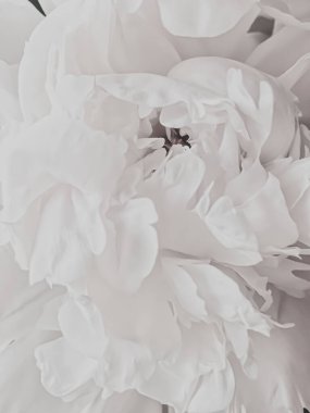 Soyut çiçek arkaplanı olarak beyaz şakayık çiçeği markalaşma için